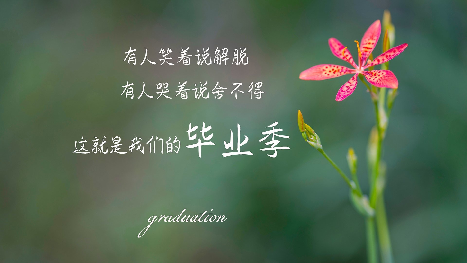 福克斯关键回合不手软,深圳队稳稳拿下黄蜂