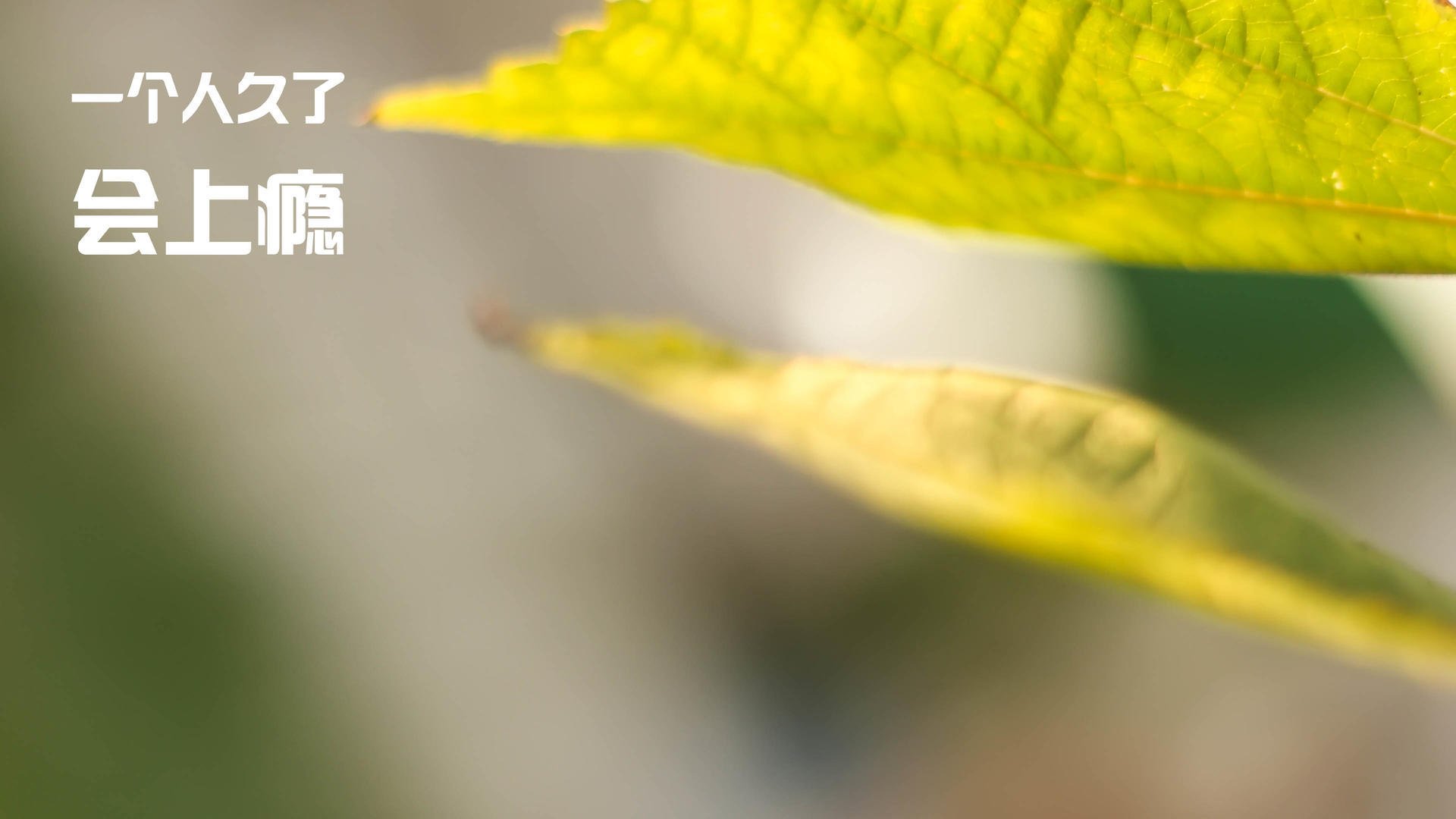 皇马斩落南美巨兽，赖斯于欧冠战场加冕为王