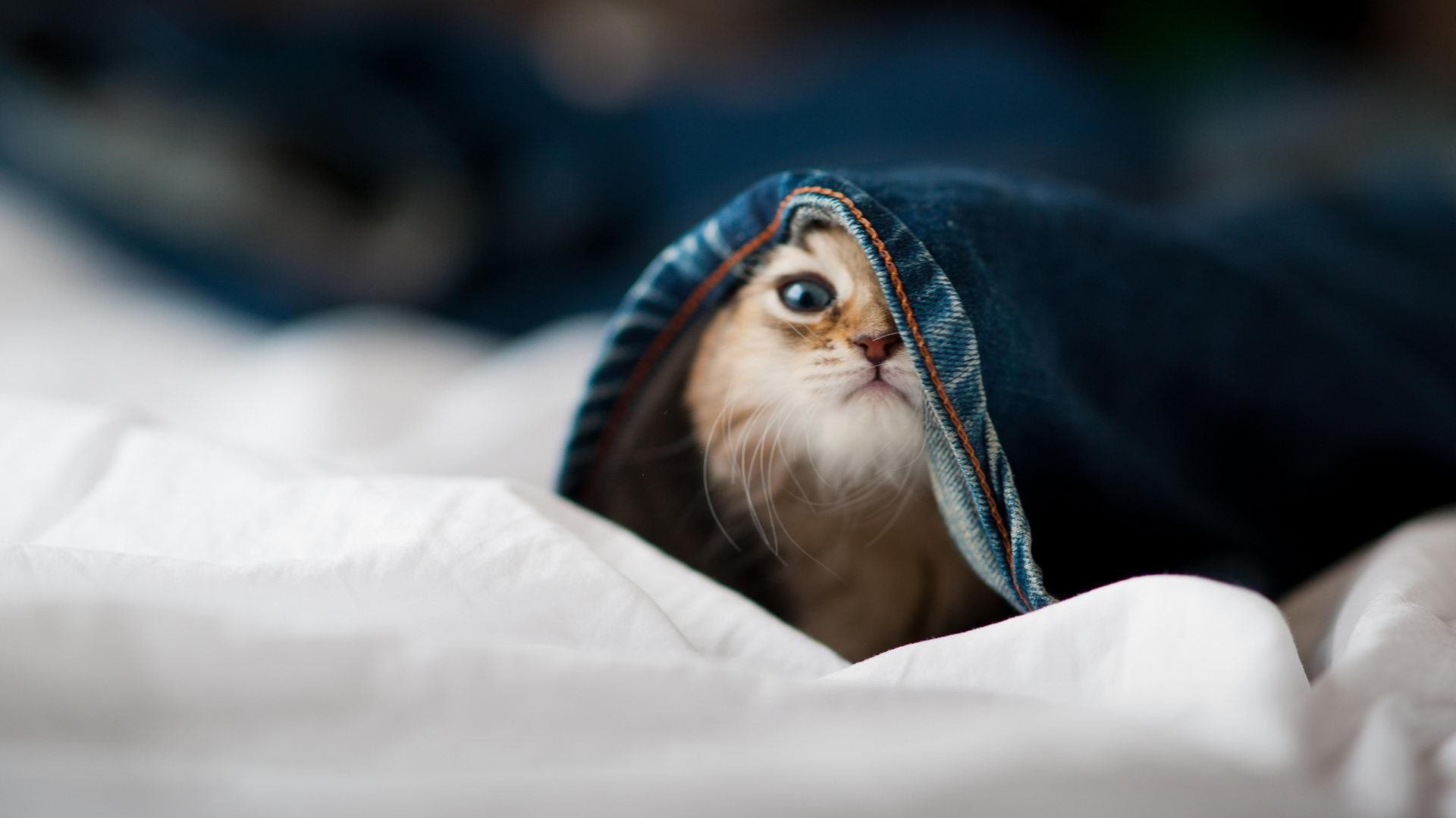 班凯罗独揽大梁，尼克斯轻取上海队迎季前赛开门红