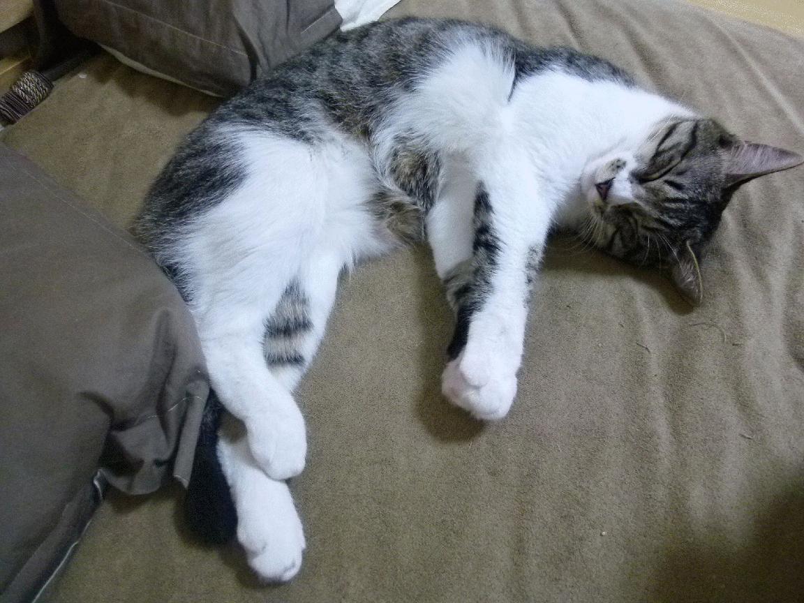 开云平台-金州勇士逆转制霸篮网,凯里·欧文空砍40分诠释孤胆英雄