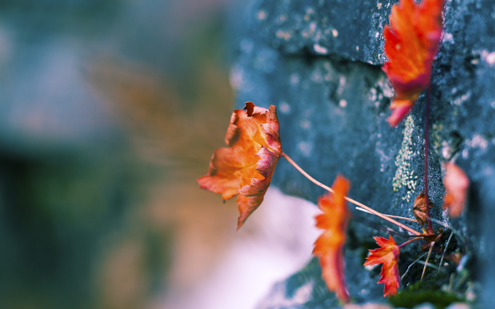 开云平台-武切维奇狂轰40+20统治全场,吉林队闪电战速胜勇士创奇迹