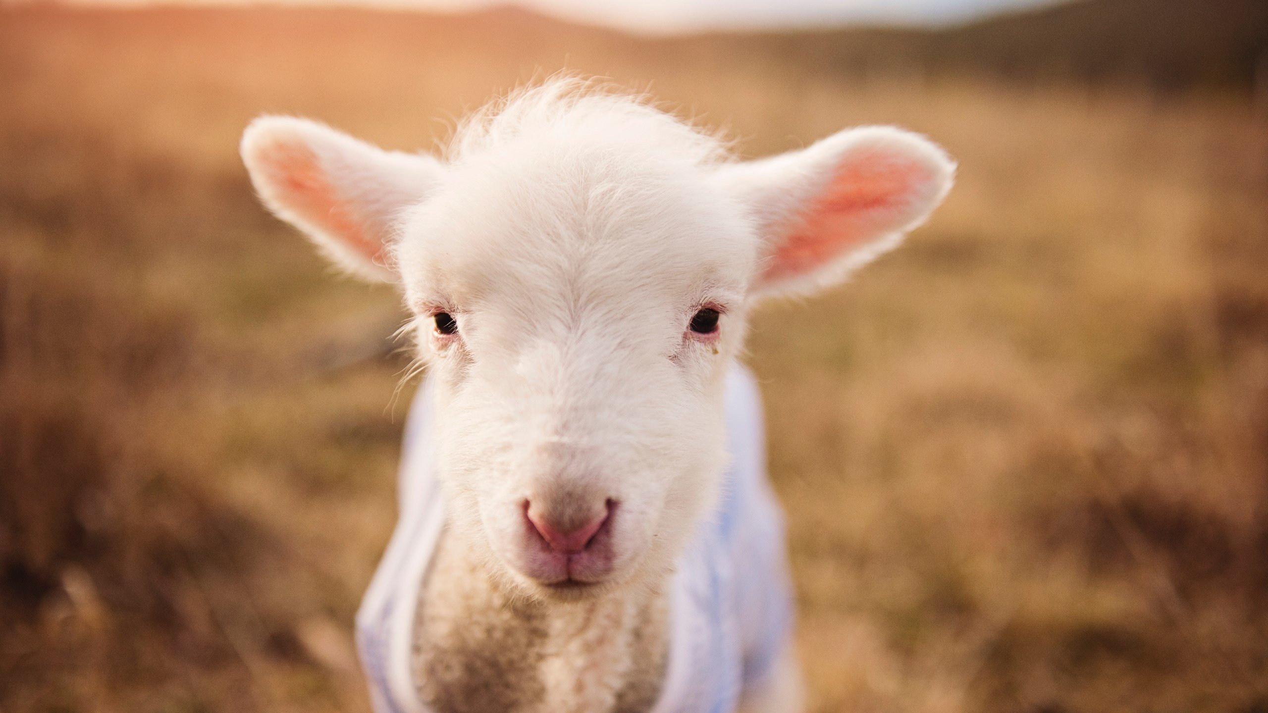 开云体育登录-NBA总决赛之夜,当德里赫特成为宇宙奇点