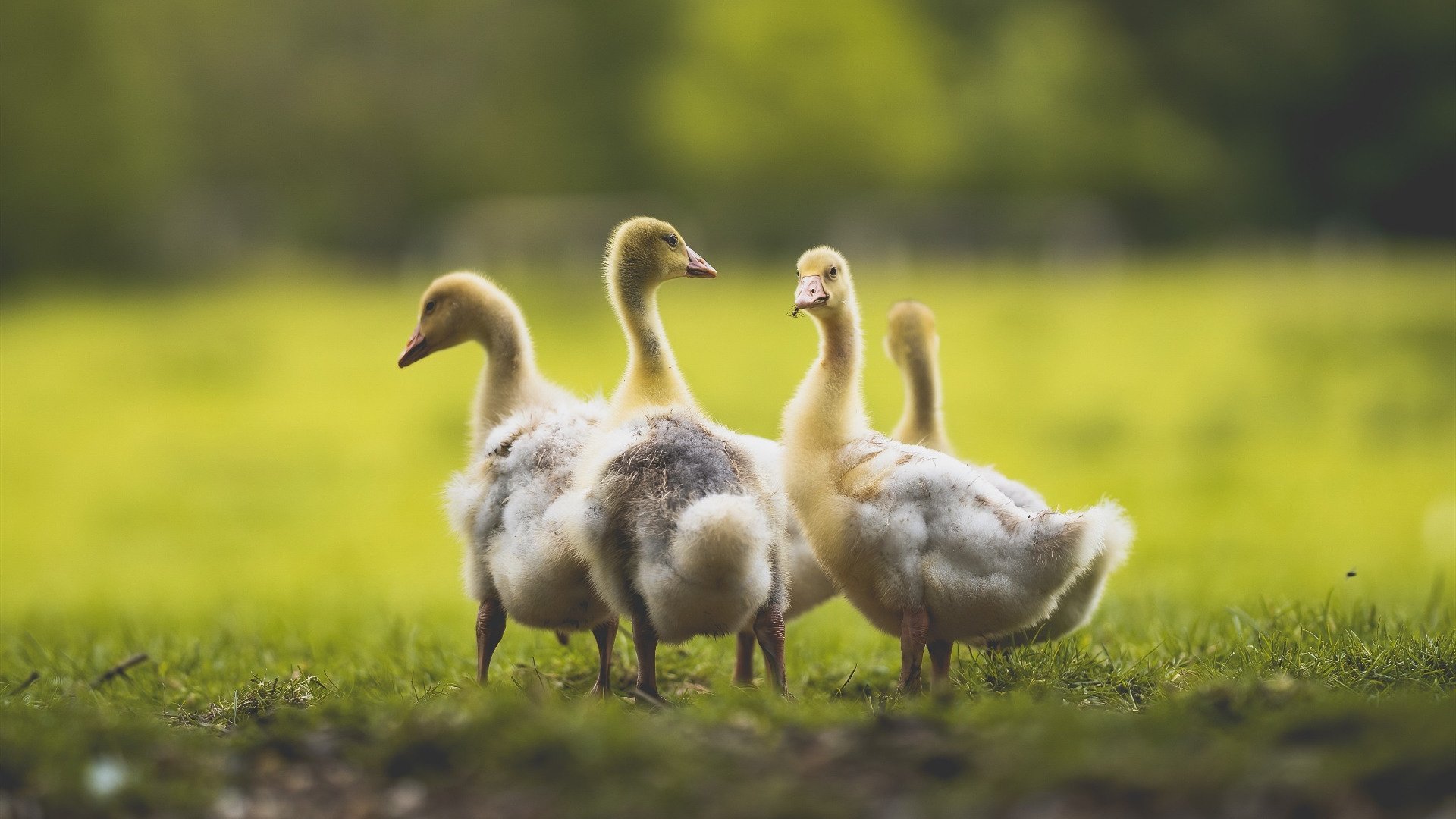 坠落与升腾，莱比锡之夜与若日尼奥的自我救赎