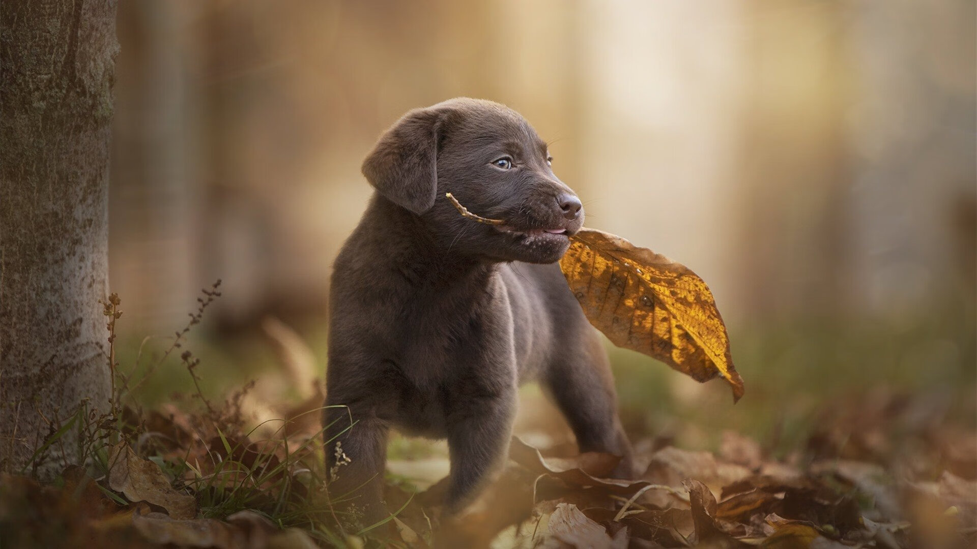 秘鲁铁闸巴雷拉，一夫当关，完美演出冻结阿根廷利刃