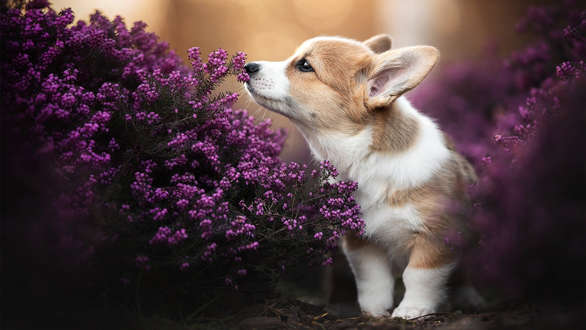 从争议漩涡到国家英雄，楚阿梅尼的爆发与委内瑞拉足球的韧性逆袭