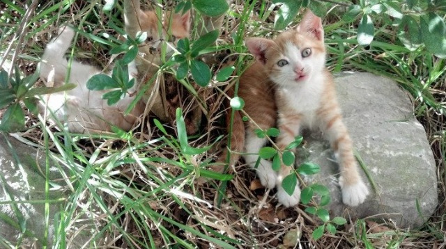奇袭双响,伊拉克的烽火与福登的锋芒