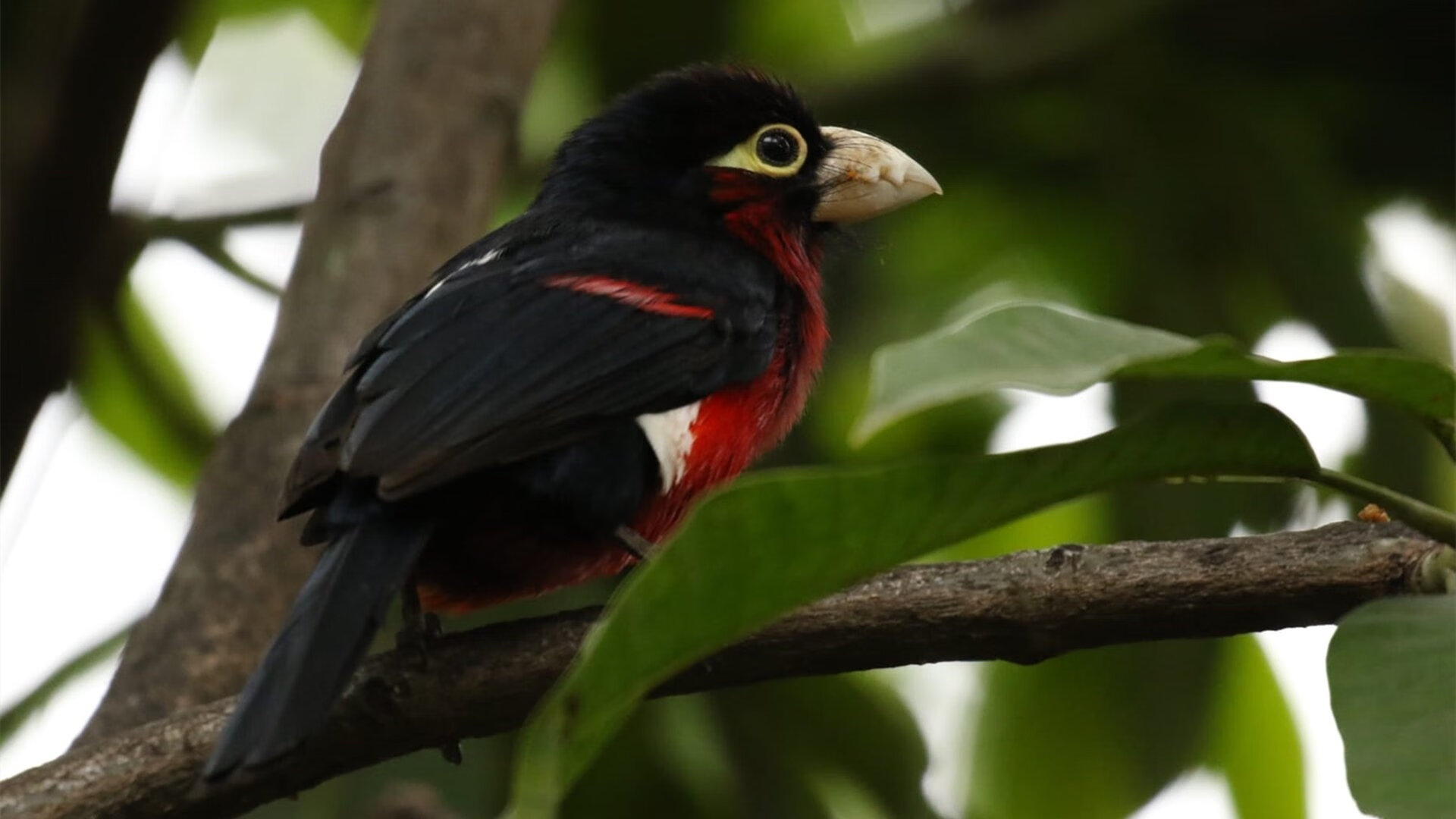 开云体育官网-王者逆袭!福克斯压力下完成爆发,新疆队如雪域雄鹰强势晋级西部太阳