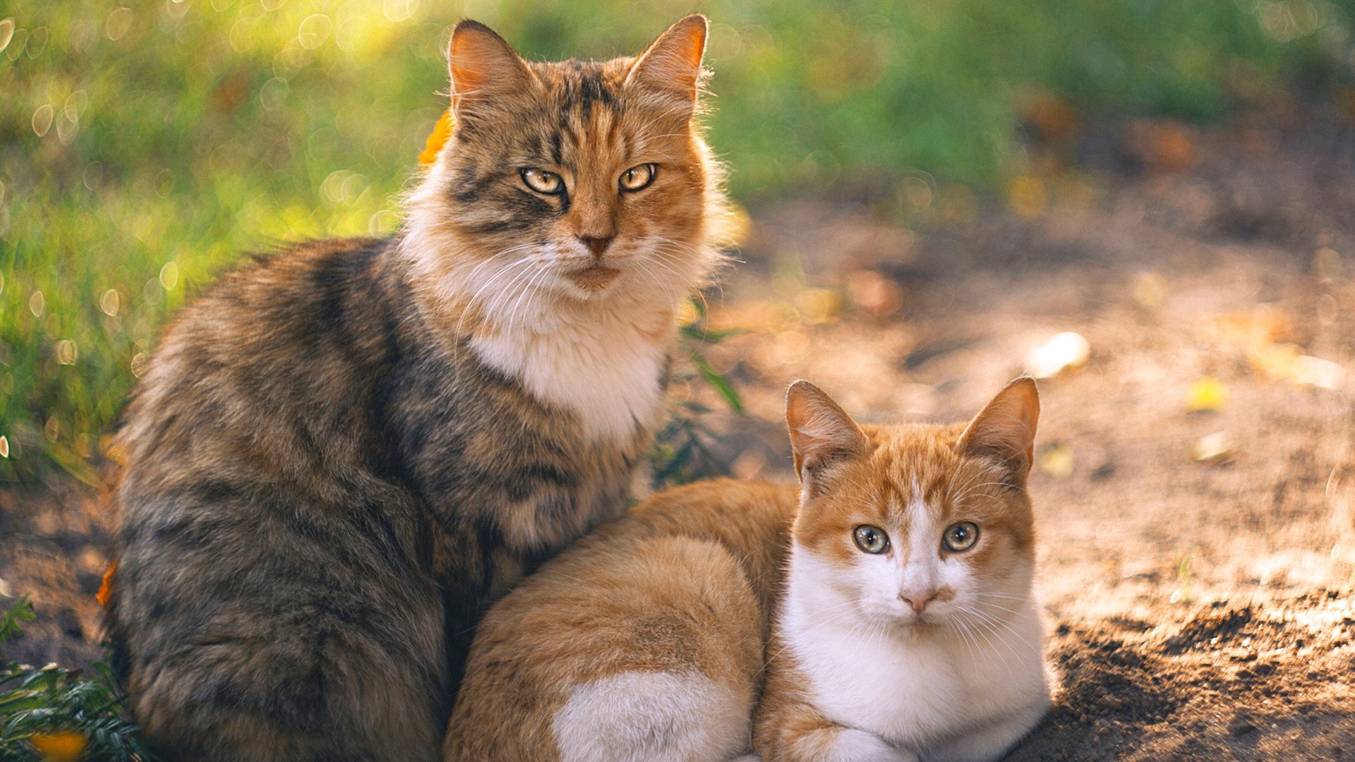 开云体育登录-三狮新王踩碎奥斯曼铁骑，当贝林厄姆的爆发，遇上里昂式的死亡收割