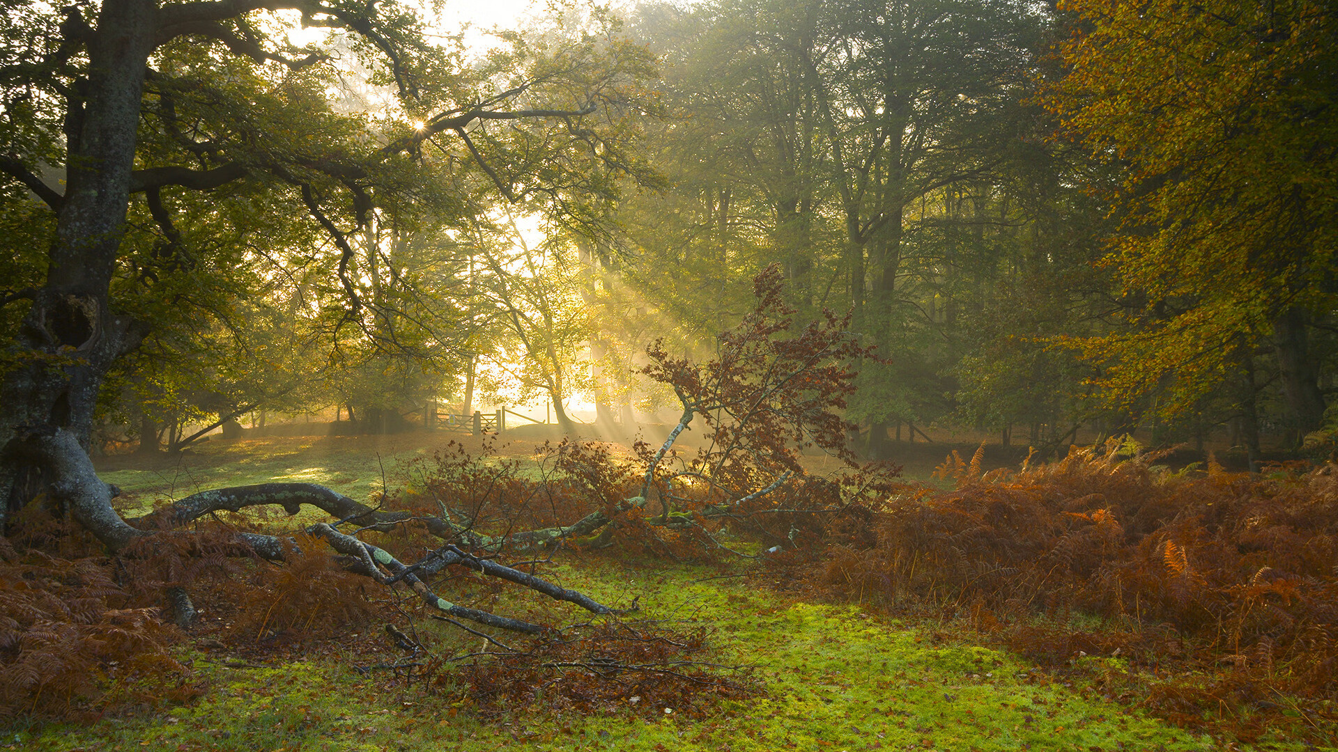克瓦拉茨赫利亚关键节点连斩得分闪耀赛场，阿根廷狂胜爱尔兰展王者之风
