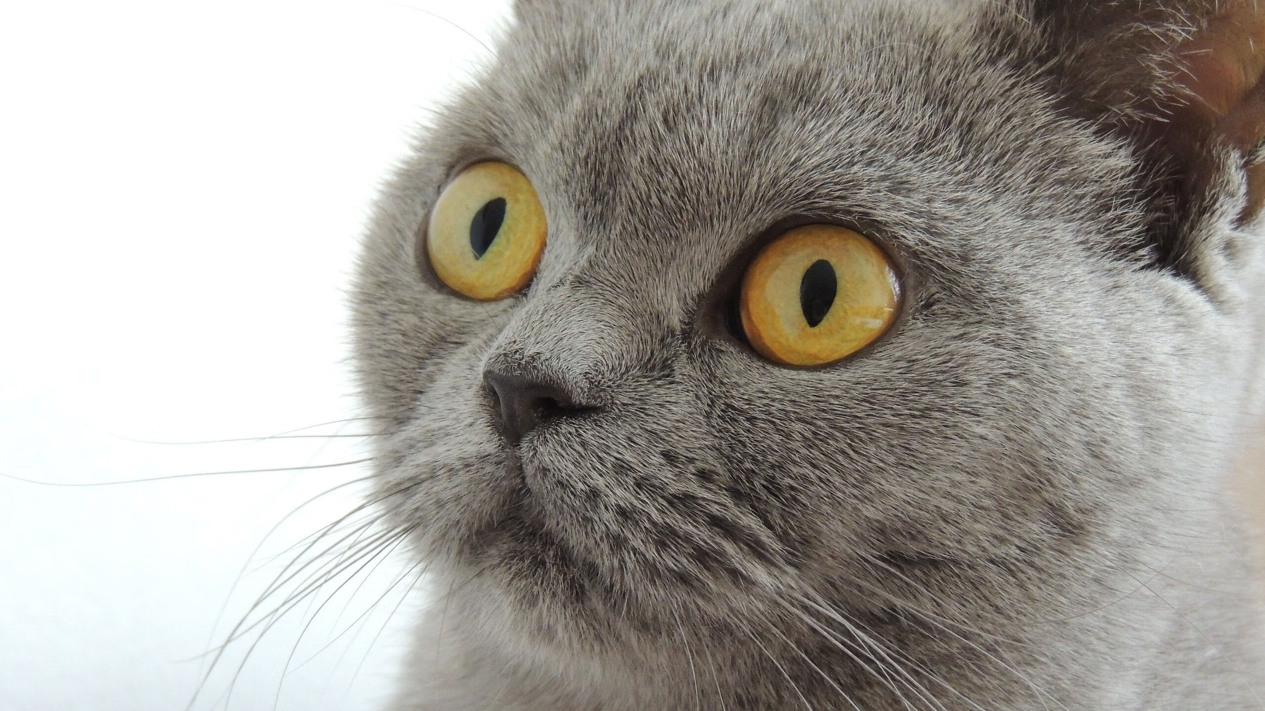 东方城墙的裂缝,斯通斯如何在文明对视中完成一击